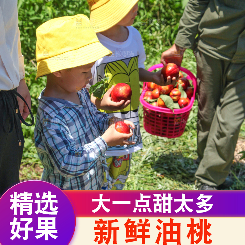 小孩手里拿着黄心油桃