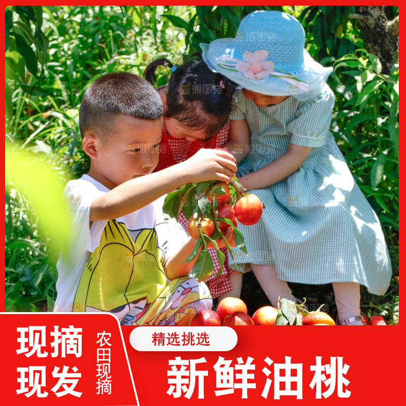 小孩手里的黄肉油桃