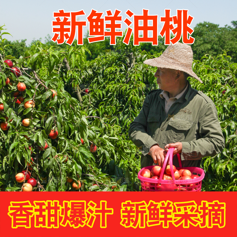 农民正在采摘油桃