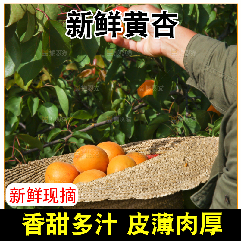 手里拿着切开的黄杏