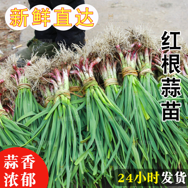 篮子里堆放着新鲜蒜苗