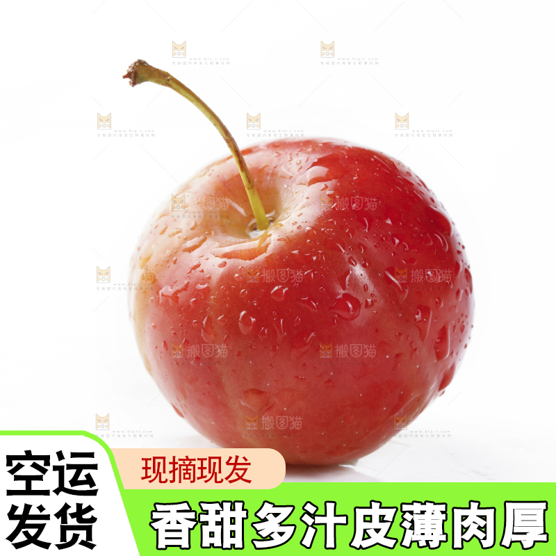 白底上的东北海棠果