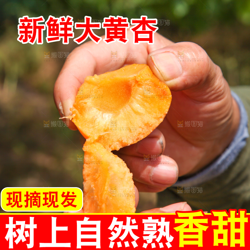 手拿着掰开的黄杏