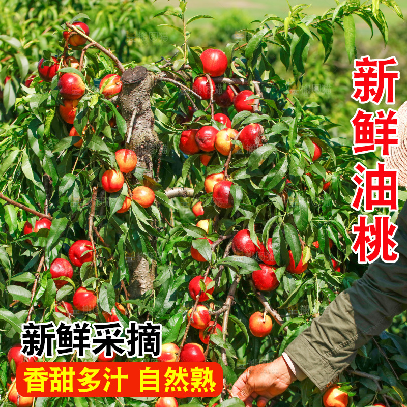 农民正在采摘油桃