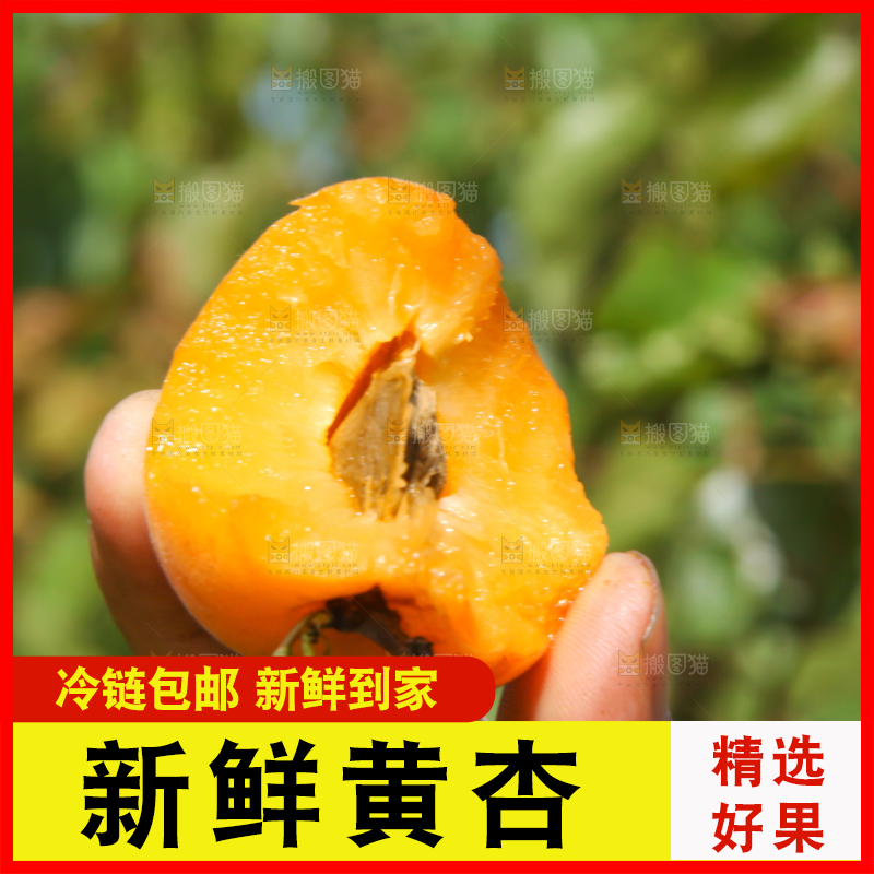 手里拿着切开的黄杏