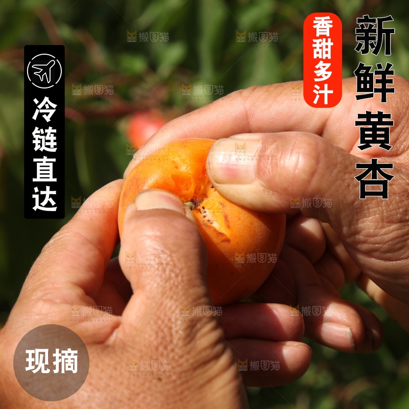 手拿着掰开的山东大黄杏