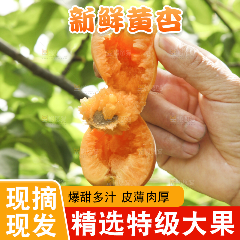 手拿着掰开的黄杏
