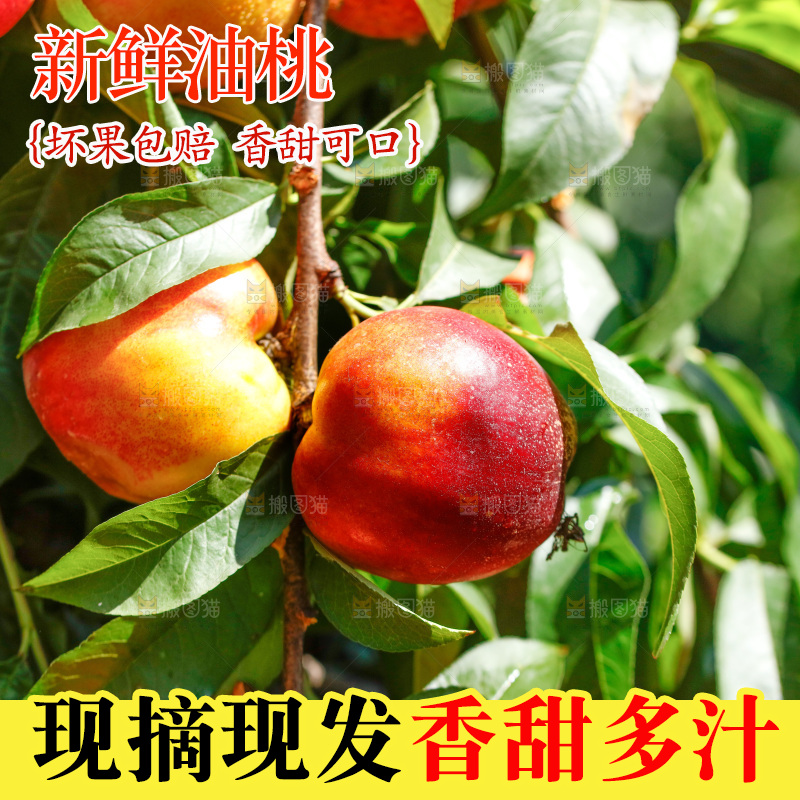 桃树上的黄心油桃