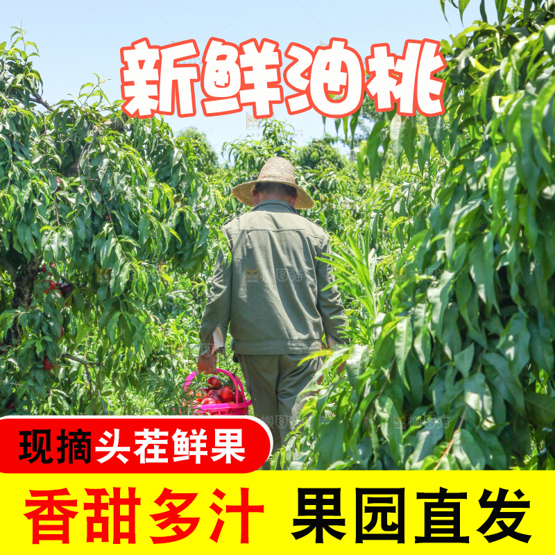 农民正在采摘黄心油桃
