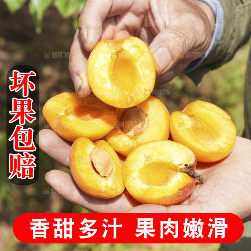 手里捧着新鲜大黄杏