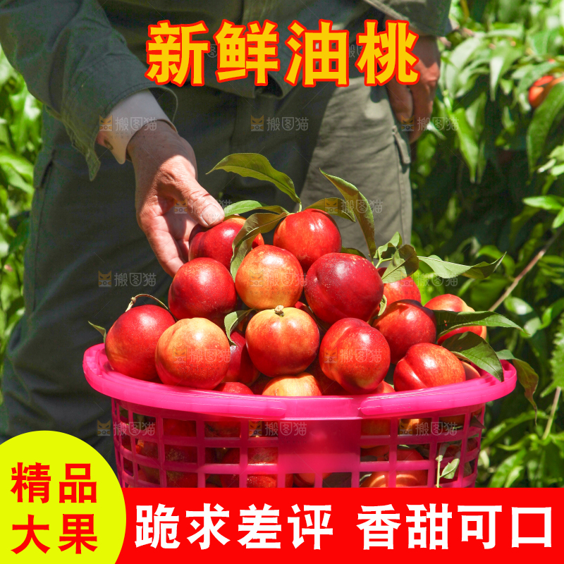 一篮现摘的新鲜油桃