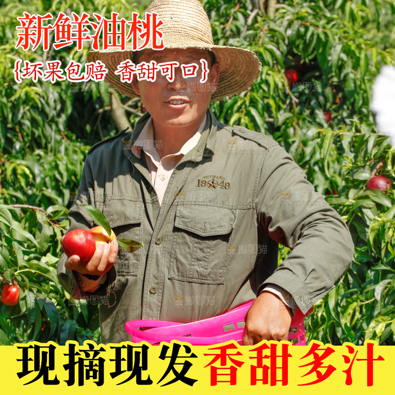 农民手里拿着一篮油桃