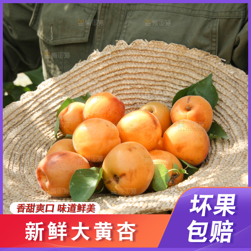 帽子里装着的黄杏