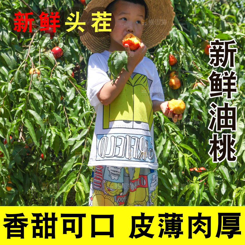 小孩手里拿着黄心油桃