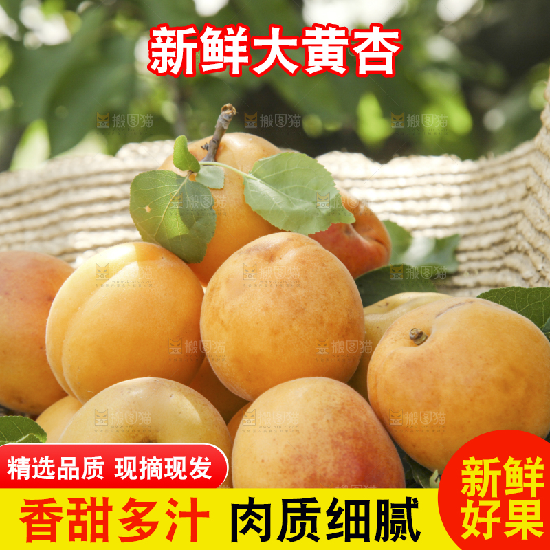 帽子里装着的黄杏