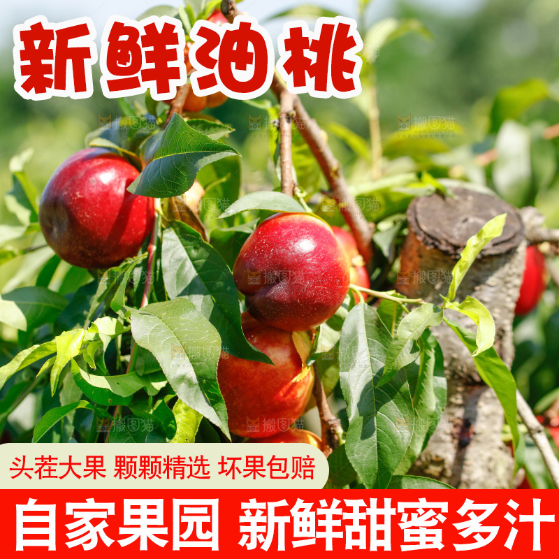 桃树上的黄心油桃