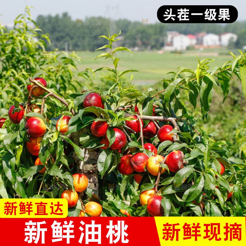 桃树上的黄心油桃