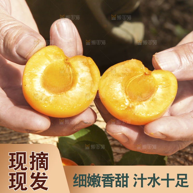 手拿着掰开的黄杏