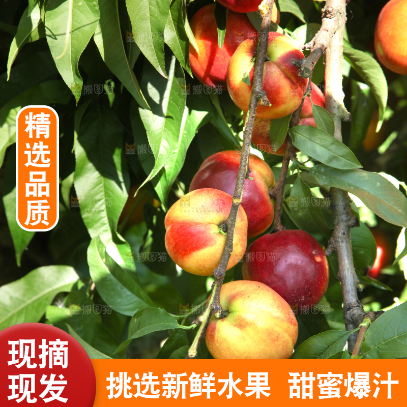 油桃树上的油桃