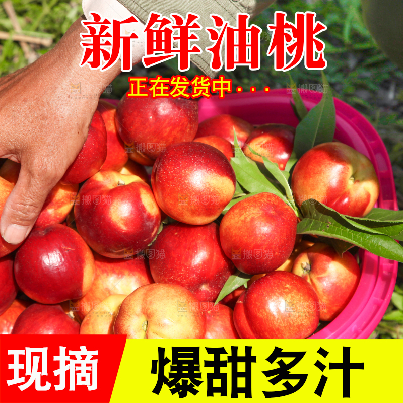 手拿着篮子里的油桃
