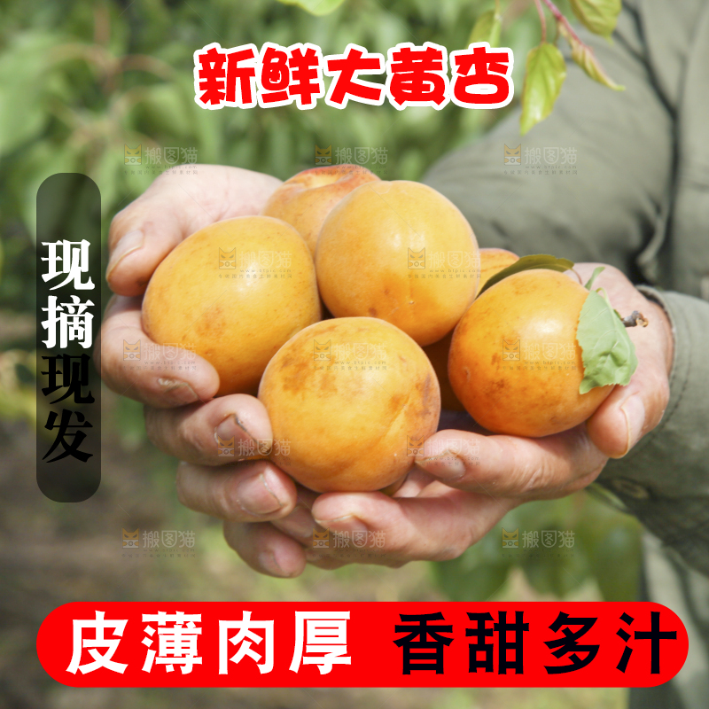 手里捧着新鲜大黄杏