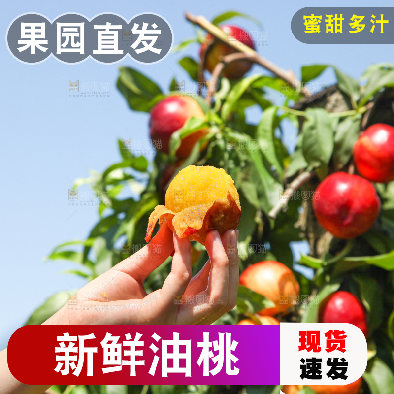 手里拿着剥皮的黄心油桃