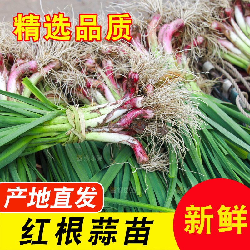 堆放着现挖蒜苗