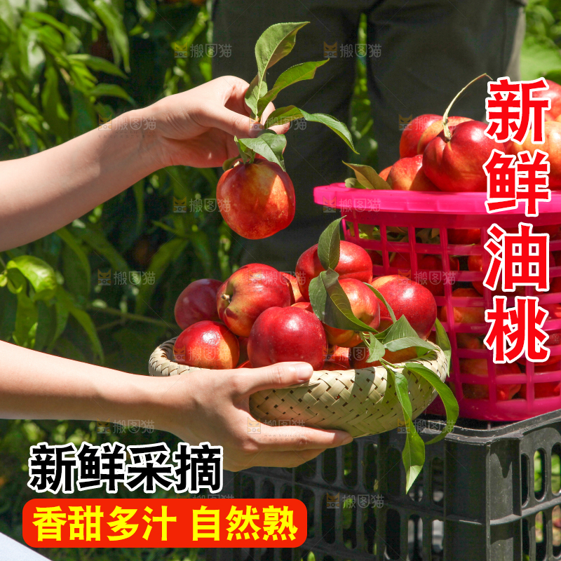 手拿着新鲜油桃