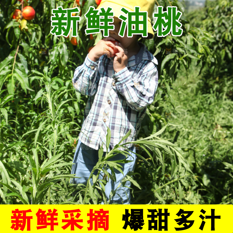 小孩正在吃着新鲜油桃