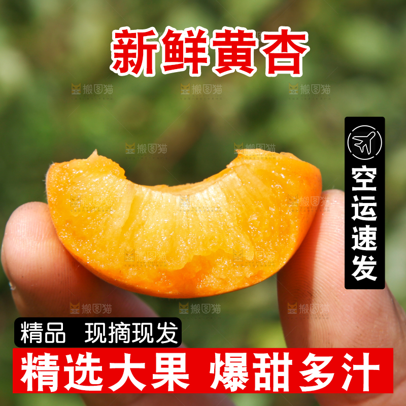 手拿着掰开的黄杏