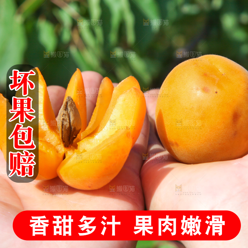 手里拿着切开的黄杏