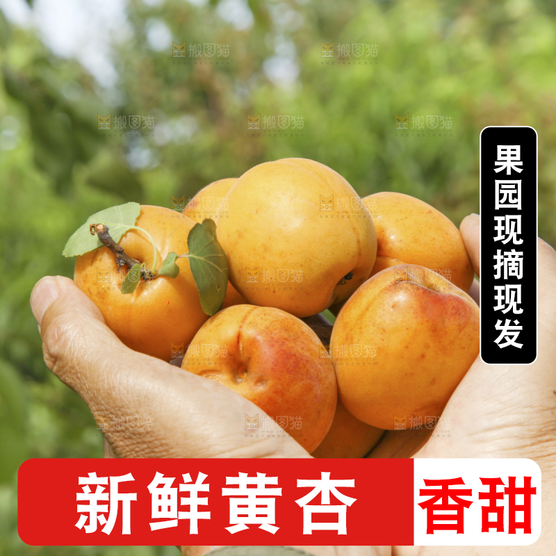 手里捧着新鲜大黄杏