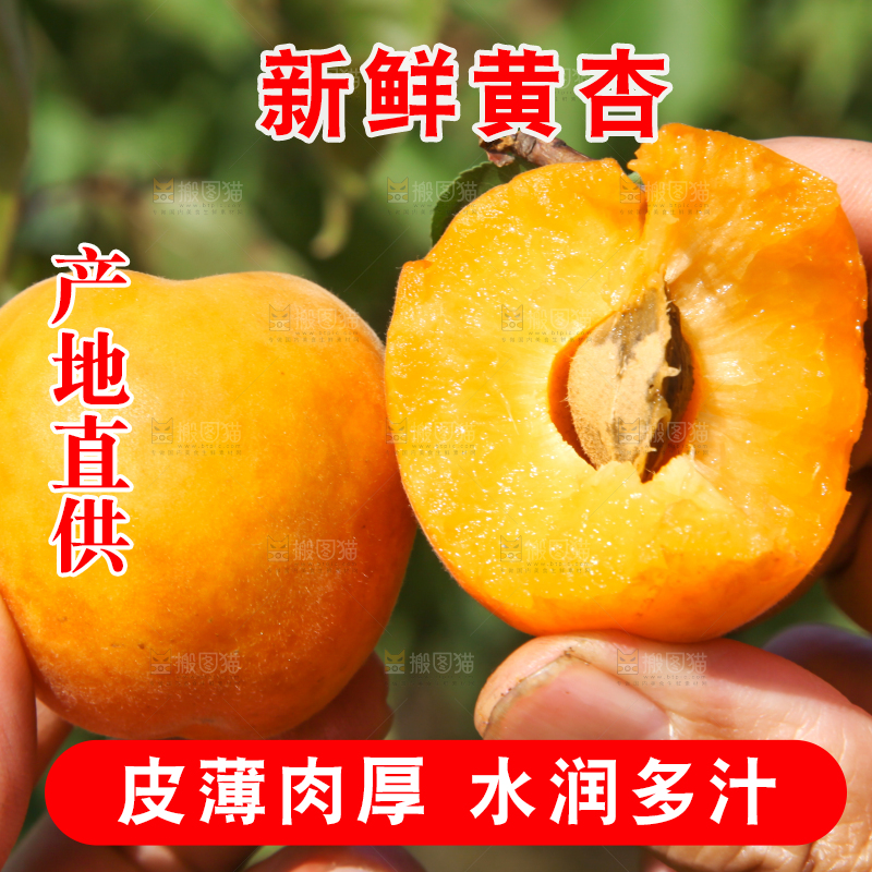 手里拿着切开的黄杏