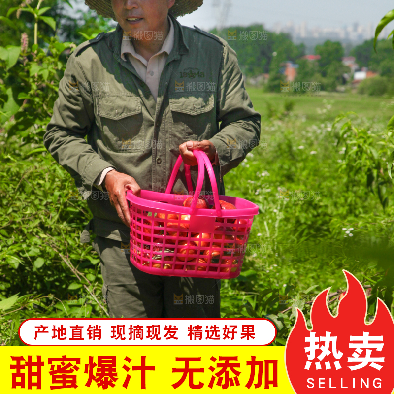 农民正在采摘油桃