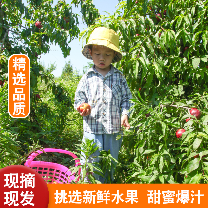 女孩正在采摘油桃