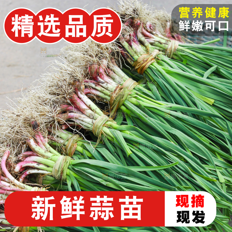 篮子里堆放着新鲜蒜苗