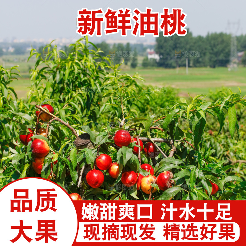 桃树上的黄心油桃