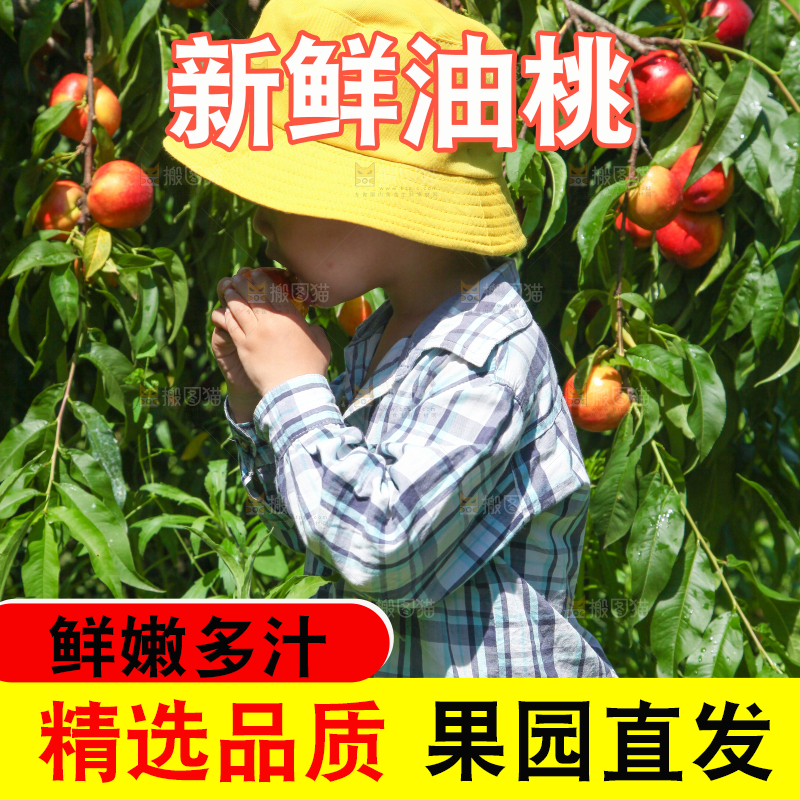 小孩正在吃着新鲜油桃