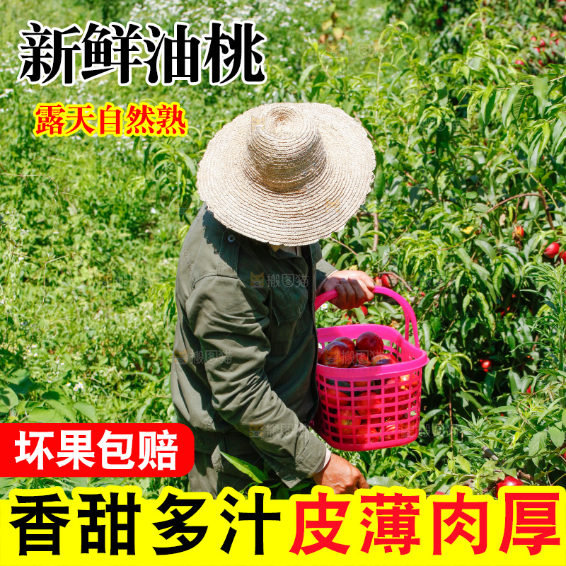 农民正在采摘油桃