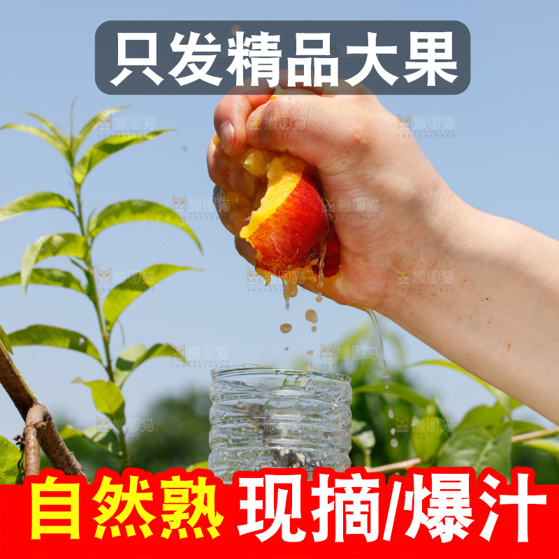 手里爆汁的黄心油桃