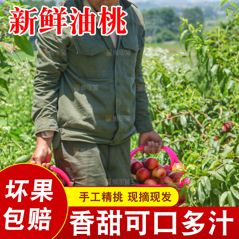 农民提着现摘的油桃
