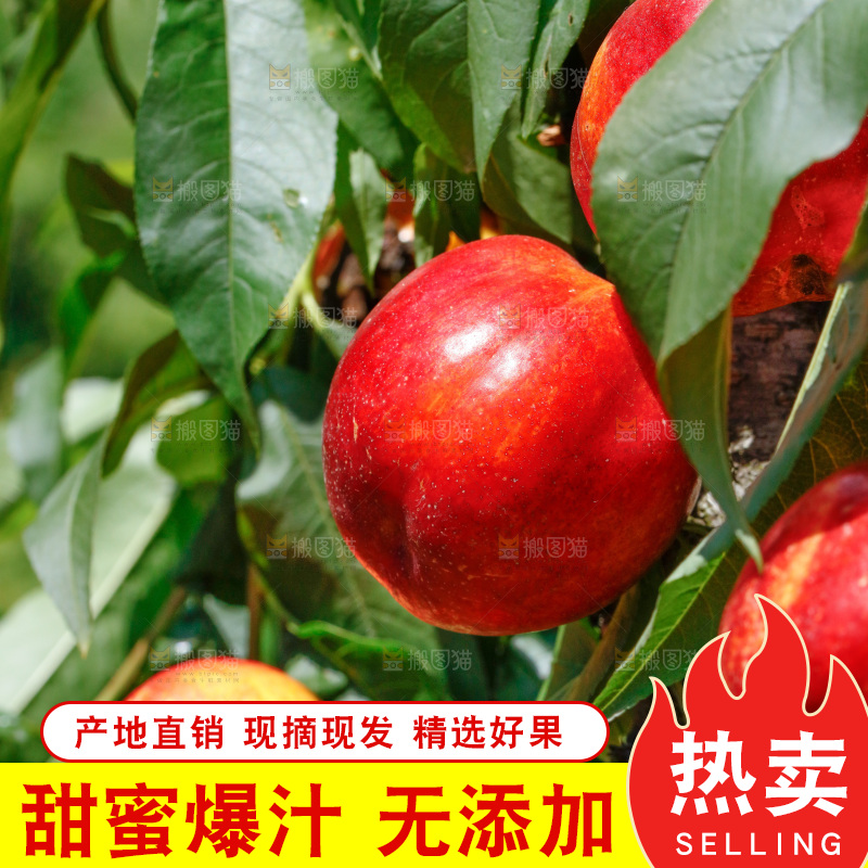 树枝上的油桃