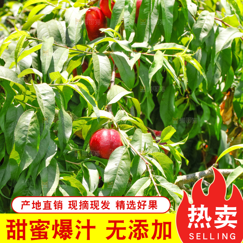 桃树上的黄心油桃