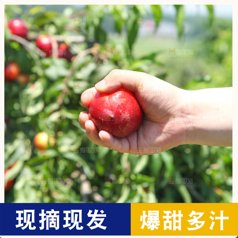 手里爆汁的油桃