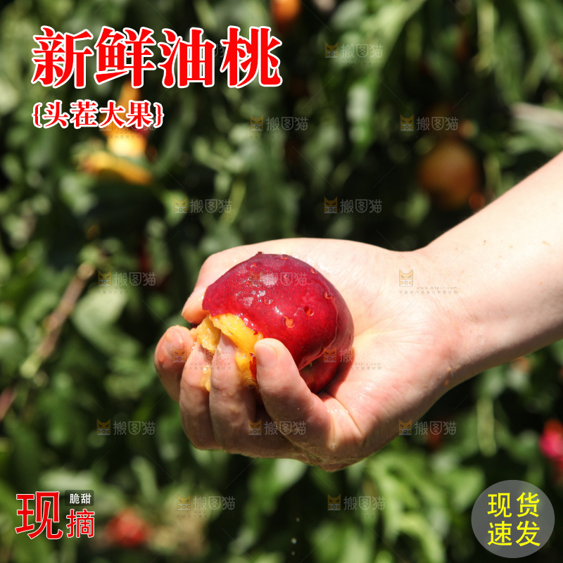 手里爆汁的油桃
