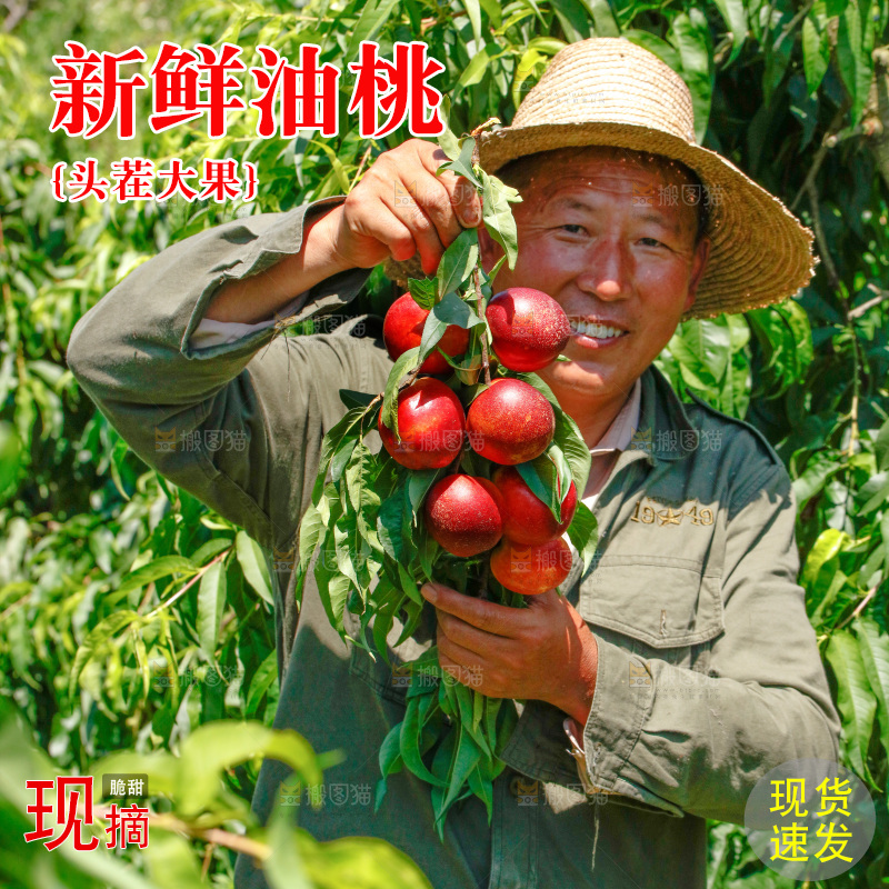 农民拿着一串新鲜油桃