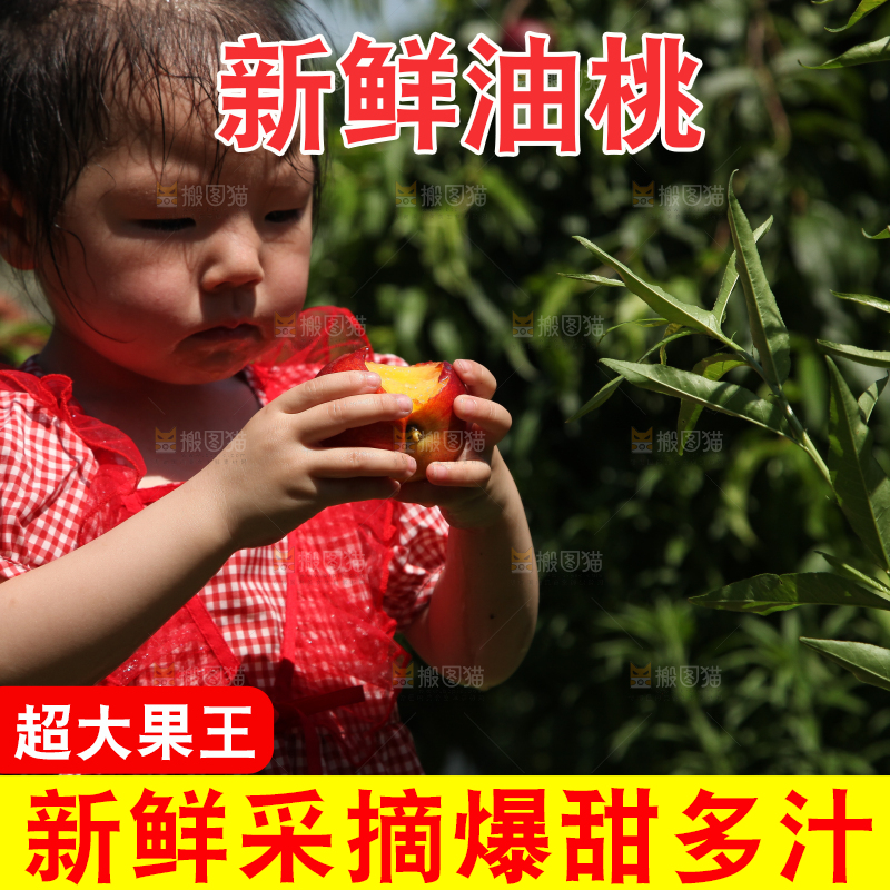 女孩正在吃着黄心油桃