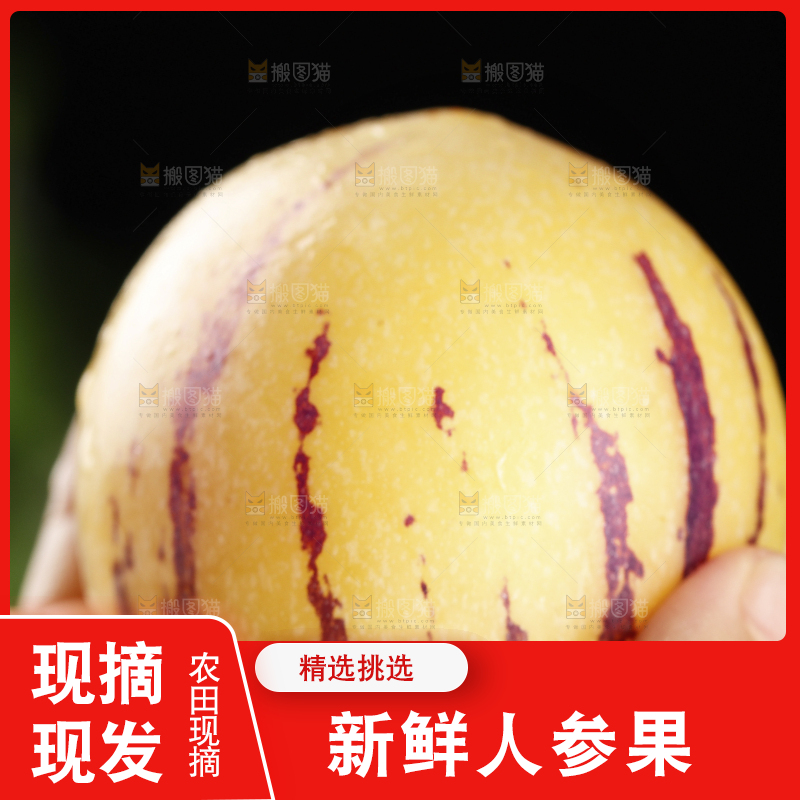 手上拿着的新鲜人参果