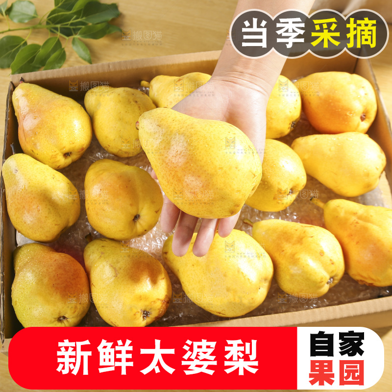 手里拿着太婆梨