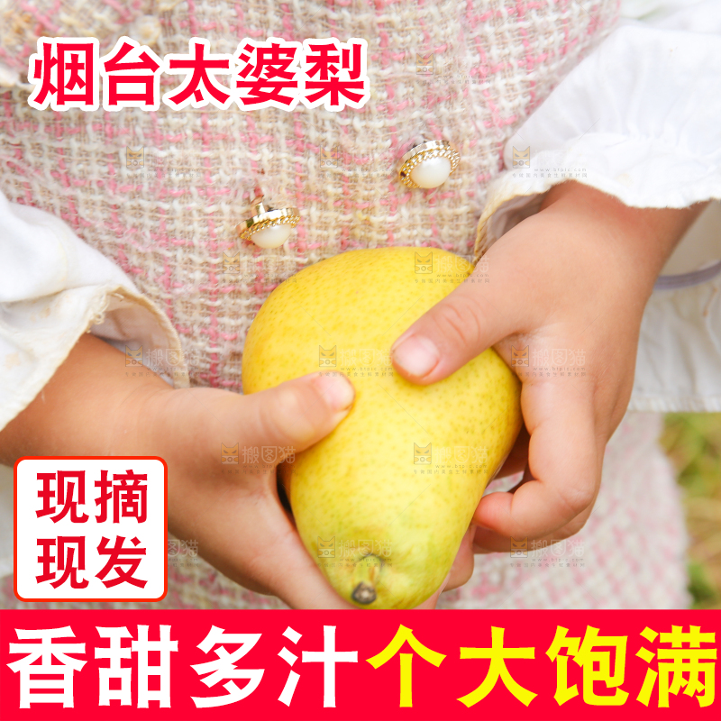 手里拿着烟台太婆梨